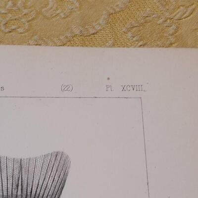 Lot 253: Antique Mid- 1800's U.S.P.R.R. Ex. & Surveys (United States PacificRailroad) "Fishes Plates"