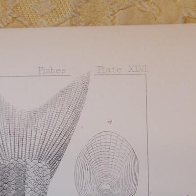 Lot 253: Antique Mid- 1800's U.S.P.R.R. Ex. & Surveys (United States PacificRailroad) "Fishes Plates"