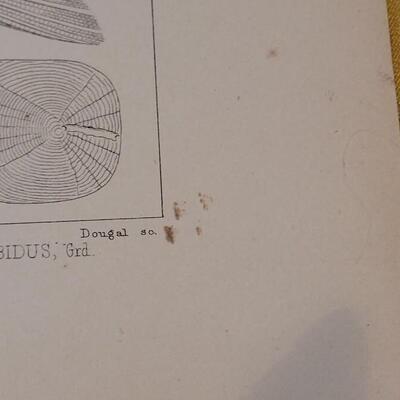 Lot 253: Antique Mid- 1800's U.S.P.R.R. Ex. & Surveys (United States PacificRailroad) "Fishes Plates"