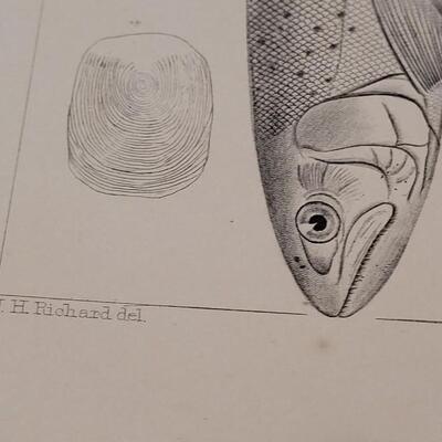 Lot 253: Antique Mid- 1800's U.S.P.R.R. Ex. & Surveys (United States PacificRailroad) "Fishes Plates"