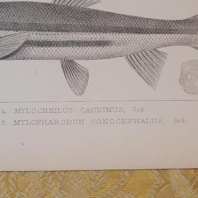 Lot 253: Antique Mid- 1800's U.S.P.R.R. Ex. & Surveys (United States PacificRailroad) "Fishes Plates"