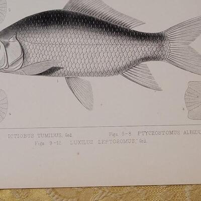 Lot 253: Antique Mid- 1800's U.S.P.R.R. Ex. & Surveys (United States PacificRailroad) "Fishes Plates"
