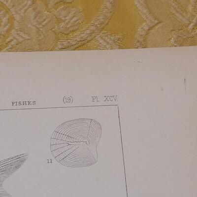 Lot 253: Antique Mid- 1800's U.S.P.R.R. Ex. & Surveys (United States PacificRailroad) "Fishes Plates"