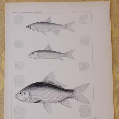 Lot 253: Antique Mid- 1800's U.S.P.R.R. Ex. & Surveys (United States PacificRailroad) "Fishes Plates"