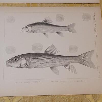 Lot 256: Antique Mid- 1800's U.S.P.R.R. Ex. & Surveys (United States PacificRailroad) "Fishes Plates"