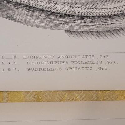 Lot 256: Antique Mid- 1800's U.S.P.R.R. Ex. & Surveys (United States PacificRailroad) "Fishes Plates"