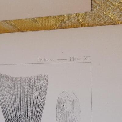 Lot 256: Antique Mid- 1800's U.S.P.R.R. Ex. & Surveys (United States PacificRailroad) "Fishes Plates"