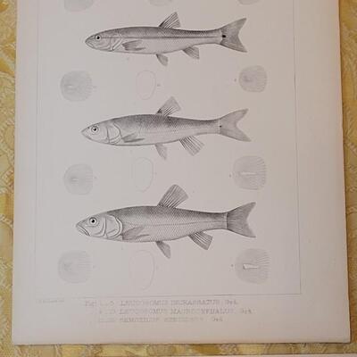 Lot 256: Antique Mid- 1800's U.S.P.R.R. Ex. & Surveys (United States PacificRailroad) "Fishes Plates"