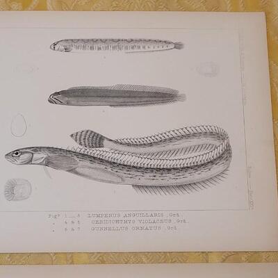 Lot 256: Antique Mid- 1800's U.S.P.R.R. Ex. & Surveys (United States PacificRailroad) "Fishes Plates"