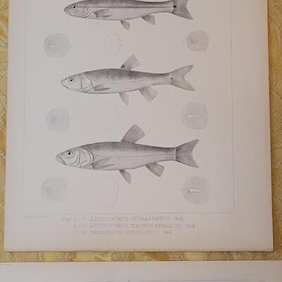 Lot 256: Antique Mid- 1800's U.S.P.R.R. Ex. & Surveys (United States PacificRailroad) "Fishes Plates"