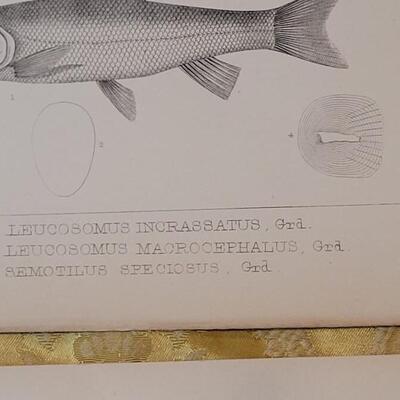 Lot 256: Antique Mid- 1800's U.S.P.R.R. Ex. & Surveys (United States PacificRailroad) "Fishes Plates"