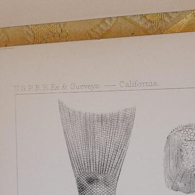 Lot 256: Antique Mid- 1800's U.S.P.R.R. Ex. & Surveys (United States PacificRailroad) "Fishes Plates"