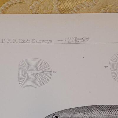 Lot 256: Antique Mid- 1800's U.S.P.R.R. Ex. & Surveys (United States PacificRailroad) "Fishes Plates"