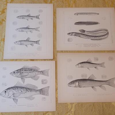 Lot 256: Antique Mid- 1800's U.S.P.R.R. Ex. & Surveys (United States PacificRailroad) "Fishes Plates"