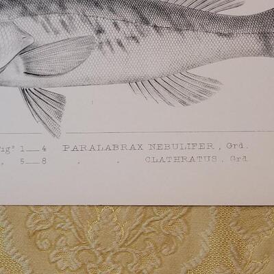 Lot 256: Antique Mid- 1800's U.S.P.R.R. Ex. & Surveys (United States PacificRailroad) "Fishes Plates"