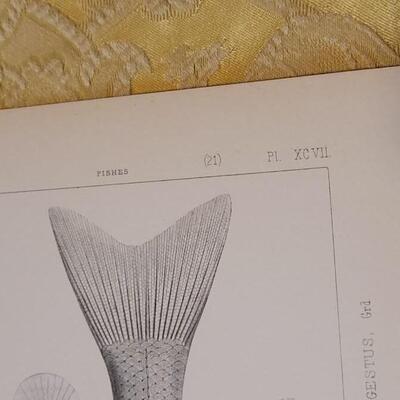 Lot 256: Antique Mid- 1800's U.S.P.R.R. Ex. & Surveys (United States PacificRailroad) "Fishes Plates"