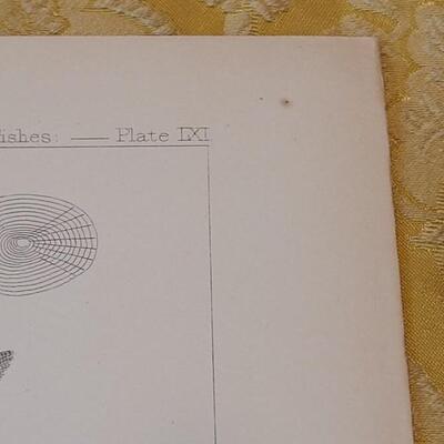 Lot 256: Antique Mid- 1800's U.S.P.R.R. Ex. & Surveys (United States PacificRailroad) "Fishes Plates"