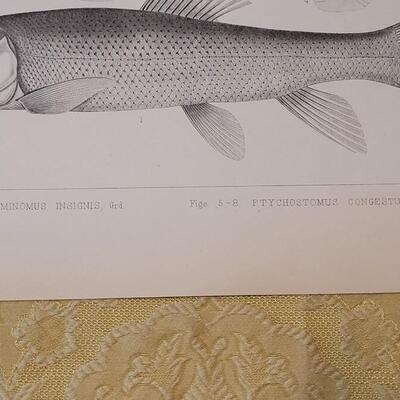 Lot 256: Antique Mid- 1800's U.S.P.R.R. Ex. & Surveys (United States PacificRailroad) "Fishes Plates"
