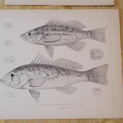 Lot 256: Antique Mid- 1800's U.S.P.R.R. Ex. & Surveys (United States PacificRailroad) "Fishes Plates"