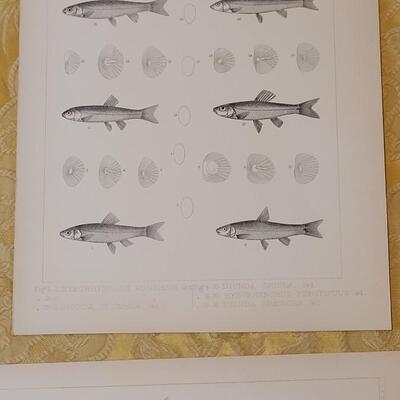 Lot 257: Antique Mid- 1800's U.S.P.R.R. Ex. & Surveys (United States PacificRailroad) "Fishes Plates"