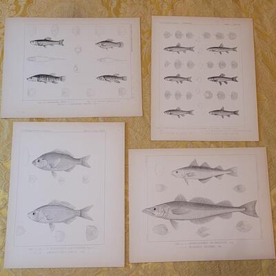Lot 257: Antique Mid- 1800's U.S.P.R.R. Ex. & Surveys (United States PacificRailroad) "Fishes Plates"