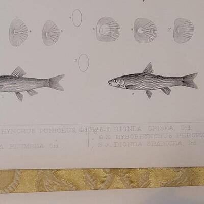 Lot 257: Antique Mid- 1800's U.S.P.R.R. Ex. & Surveys (United States PacificRailroad) "Fishes Plates"