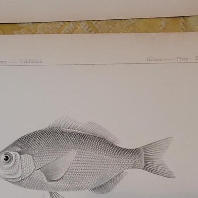 Lot 257: Antique Mid- 1800's U.S.P.R.R. Ex. & Surveys (United States PacificRailroad) "Fishes Plates"