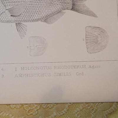 Lot 257: Antique Mid- 1800's U.S.P.R.R. Ex. & Surveys (United States PacificRailroad) "Fishes Plates"