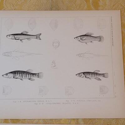 Lot 257: Antique Mid- 1800's U.S.P.R.R. Ex. & Surveys (United States PacificRailroad) "Fishes Plates"