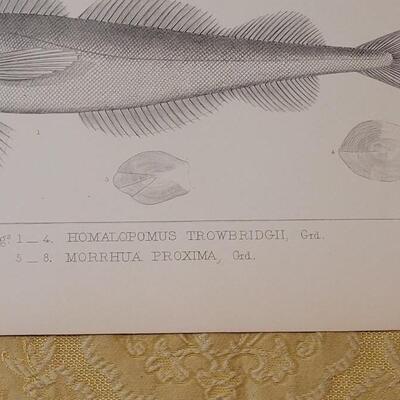 Lot 257: Antique Mid- 1800's U.S.P.R.R. Ex. & Surveys (United States PacificRailroad) "Fishes Plates"