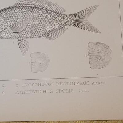 Lot 257: Antique Mid- 1800's U.S.P.R.R. Ex. & Surveys (United States PacificRailroad) "Fishes Plates"