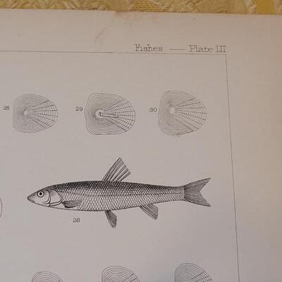 Lot 257: Antique Mid- 1800's U.S.P.R.R. Ex. & Surveys (United States PacificRailroad) "Fishes Plates"