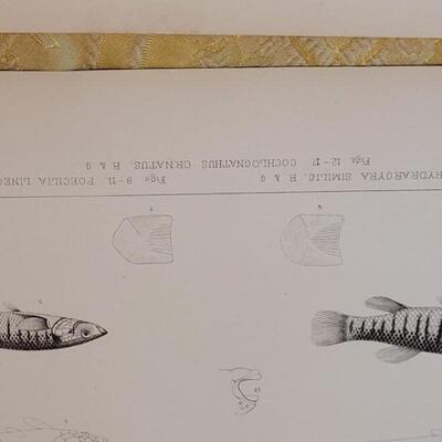 Lot 257: Antique Mid- 1800's U.S.P.R.R. Ex. & Surveys (United States PacificRailroad) "Fishes Plates"