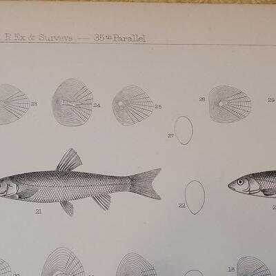 Lot 257: Antique Mid- 1800's U.S.P.R.R. Ex. & Surveys (United States PacificRailroad) "Fishes Plates"