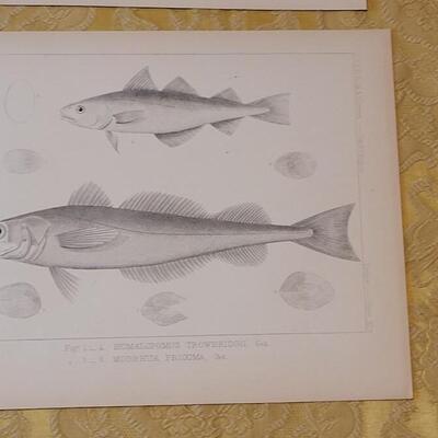 Lot 257: Antique Mid- 1800's U.S.P.R.R. Ex. & Surveys (United States PacificRailroad) "Fishes Plates"