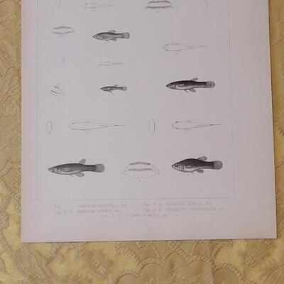 Lot 258: Antique Mid- 1800's U.S.P.R.R. Ex. & Surveys (United States PacificRailroad) "Fishes Plates"