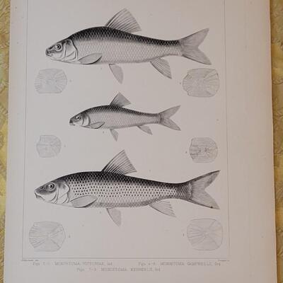 Lot 258: Antique Mid- 1800's U.S.P.R.R. Ex. & Surveys (United States PacificRailroad) "Fishes Plates"
