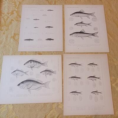 Lot 258: Antique Mid- 1800's U.S.P.R.R. Ex. & Surveys (United States PacificRailroad) "Fishes Plates"