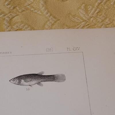Lot 258: Antique Mid- 1800's U.S.P.R.R. Ex. & Surveys (United States PacificRailroad) "Fishes Plates"