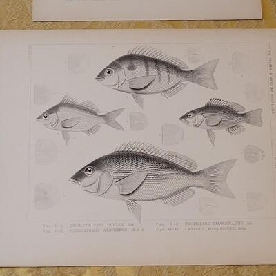 Lot 258: Antique Mid- 1800's U.S.P.R.R. Ex. & Surveys (United States PacificRailroad) "Fishes Plates"