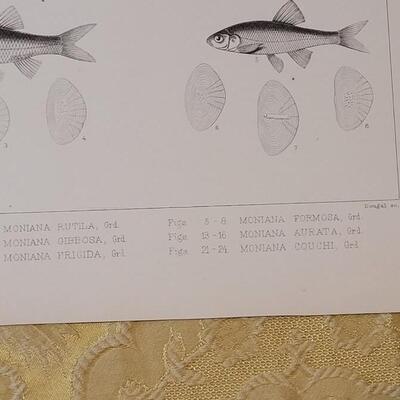 Lot 258: Antique Mid- 1800's U.S.P.R.R. Ex. & Surveys (United States PacificRailroad) "Fishes Plates"