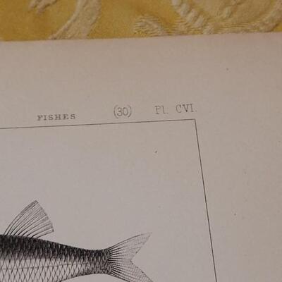 Lot 258: Antique Mid- 1800's U.S.P.R.R. Ex. & Surveys (United States PacificRailroad) "Fishes Plates"