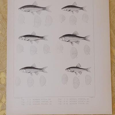 Lot 258: Antique Mid- 1800's U.S.P.R.R. Ex. & Surveys (United States PacificRailroad) "Fishes Plates"