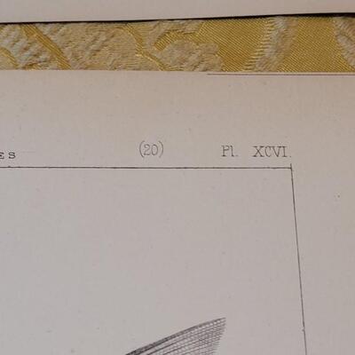 Lot 258: Antique Mid- 1800's U.S.P.R.R. Ex. & Surveys (United States PacificRailroad) "Fishes Plates"
