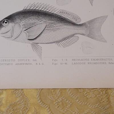 Lot 258: Antique Mid- 1800's U.S.P.R.R. Ex. & Surveys (United States PacificRailroad) "Fishes Plates"