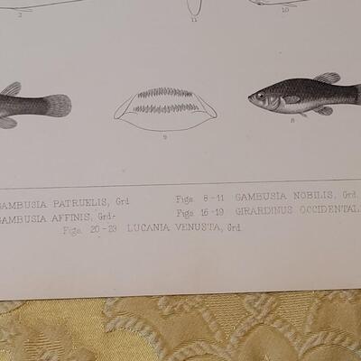 Lot 258: Antique Mid- 1800's U.S.P.R.R. Ex. & Surveys (United States PacificRailroad) "Fishes Plates"