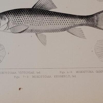 Lot 258: Antique Mid- 1800's U.S.P.R.R. Ex. & Surveys (United States PacificRailroad) "Fishes Plates"
