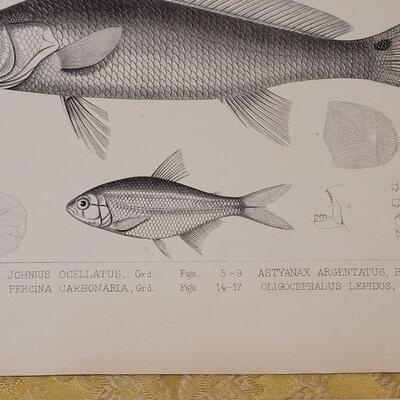 Lot 259: Antique Mid- 1800's U.S.P.R.R. Ex. & Surveys (United States PacificRailroad) "Fishes Plates"