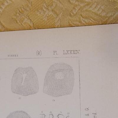 Lot 259: Antique Mid- 1800's U.S.P.R.R. Ex. & Surveys (United States PacificRailroad) "Fishes Plates"