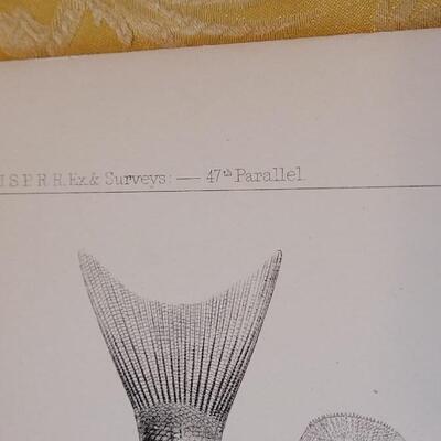 Lot 259: Antique Mid- 1800's U.S.P.R.R. Ex. & Surveys (United States PacificRailroad) "Fishes Plates"